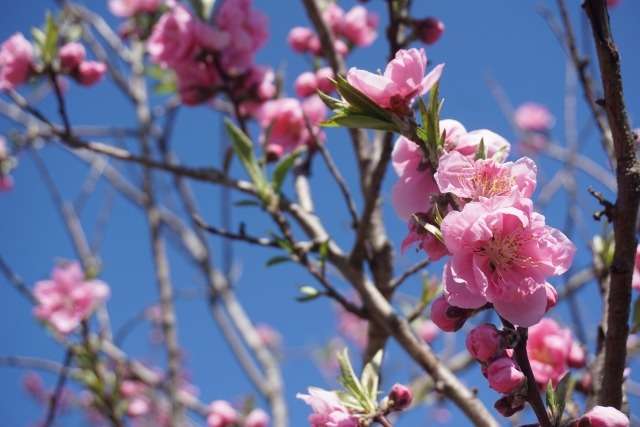 皇子が丘公園の桃の花が美しいです。
